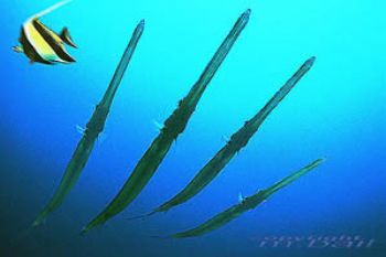 red sea - cornetfish - COMPOSING - Nik.RS by Manfred Bail 